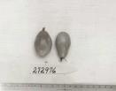 Click for 1 image(s) for this accession. FRUIT